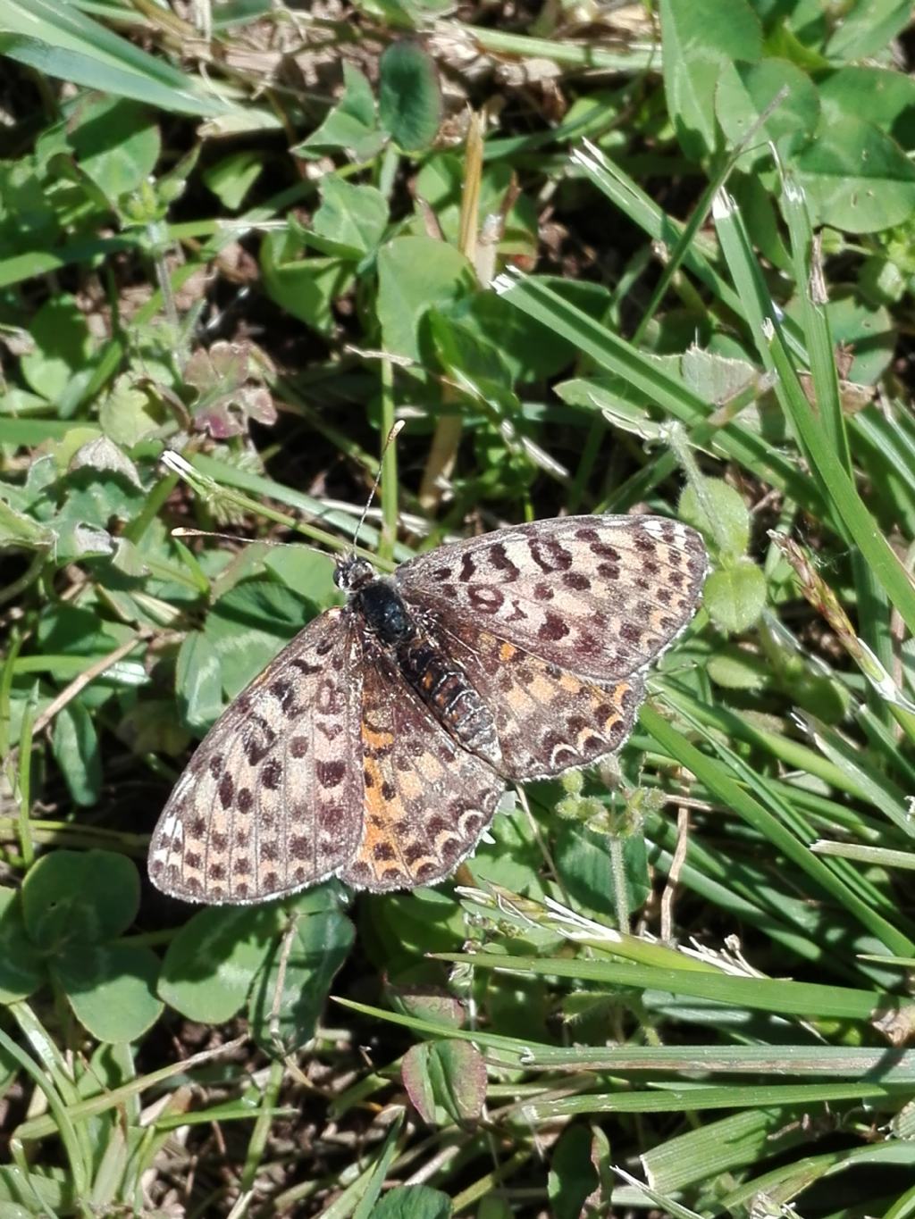 ID farfalla diurna - Melitaea didyma, Nymphalidae